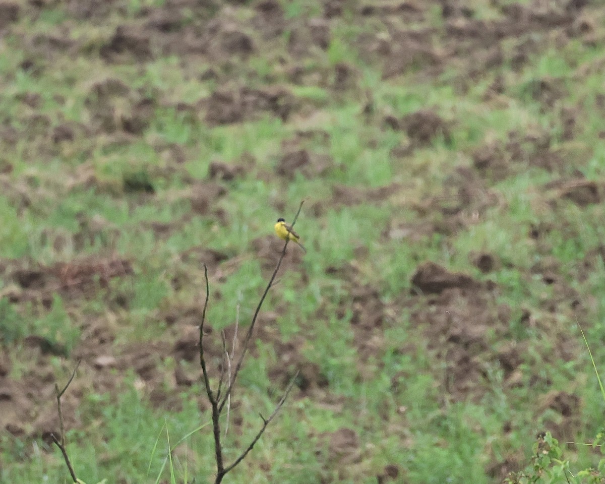 Western Yellow Wagtail - Sam Shaw