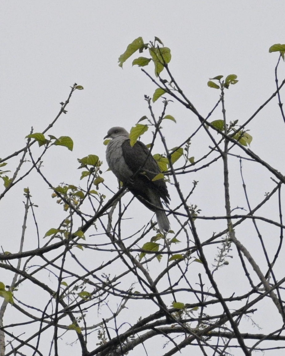 Mountain Imperial-Pigeon - Partha Saradhi Allam