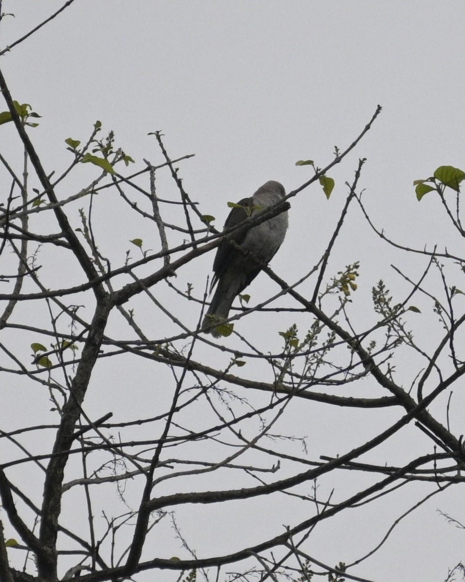 Mountain Imperial-Pigeon - Partha Saradhi Allam