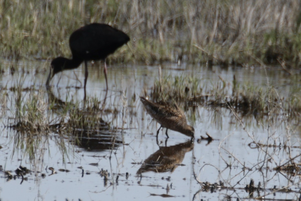 Long-billed Dowitcher - Glen Chapman