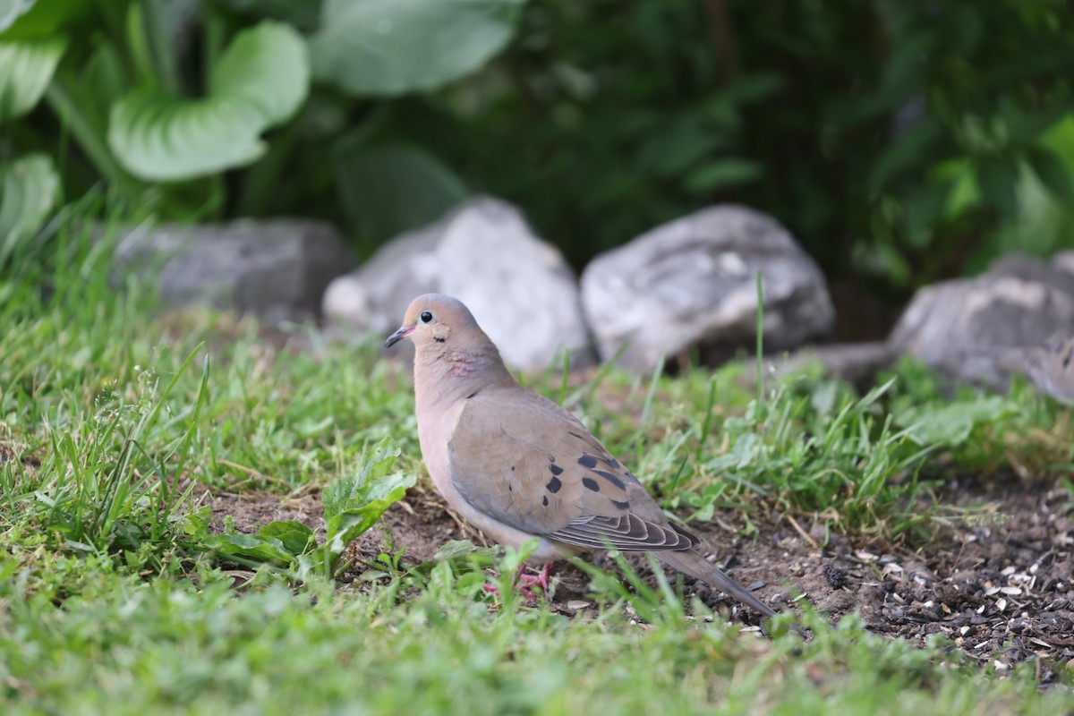 Mourning Dove - J.B. Churchill