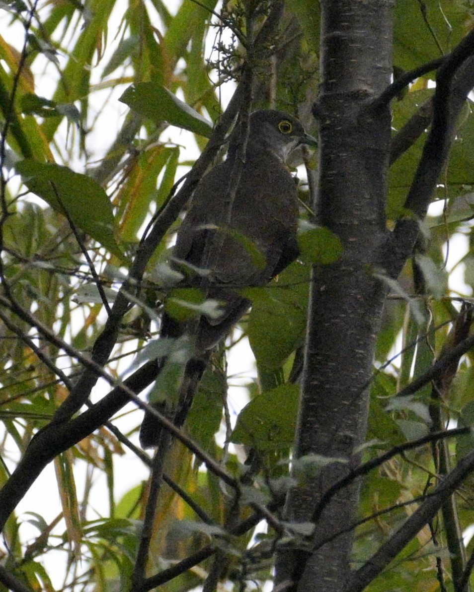 Large Hawk-Cuckoo - Partha Saradhi Allam