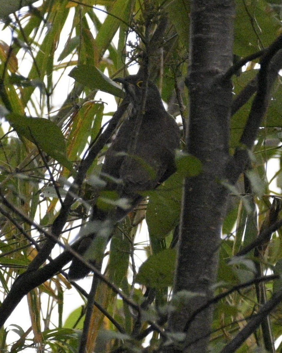 Large Hawk-Cuckoo - Partha Saradhi Allam