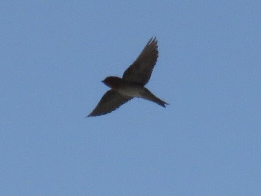 Pacific Swallow (Pacific) - Rafa Leal