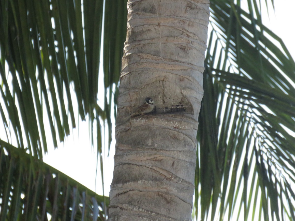 Eurasian Tree Sparrow - ML619224153
