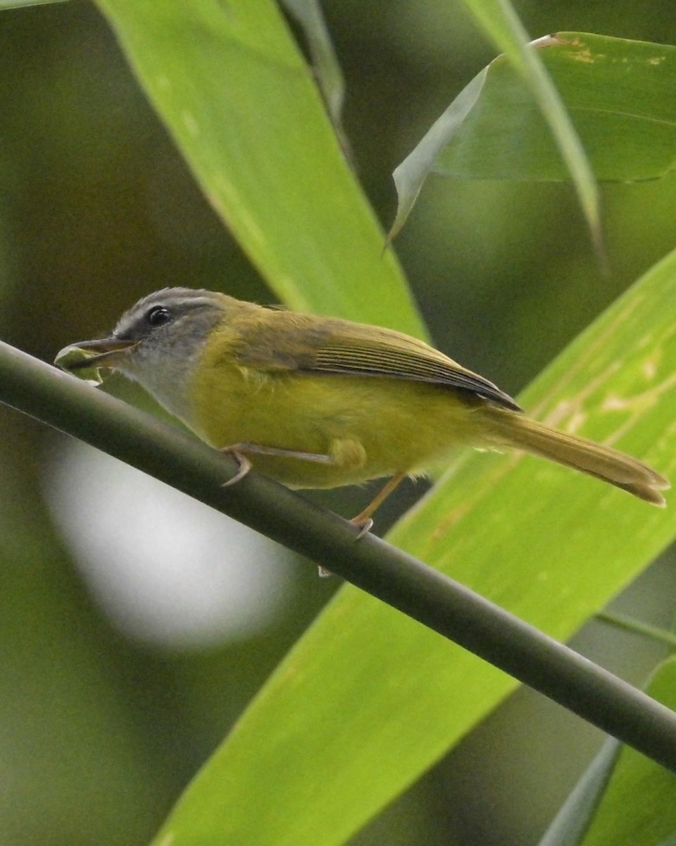 Yellow-bellied Warbler - Partha Saradhi Allam