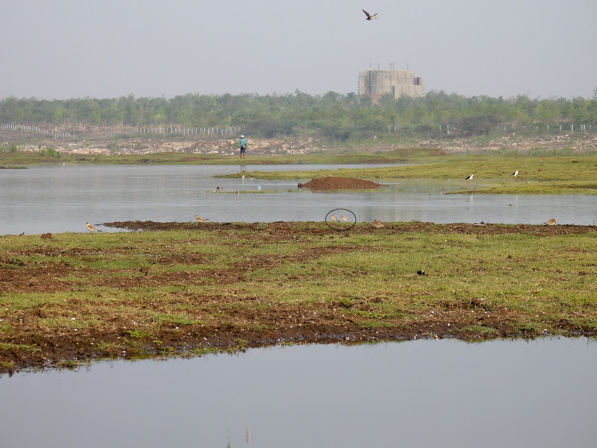 Small Pratincole - Ramesh Desai