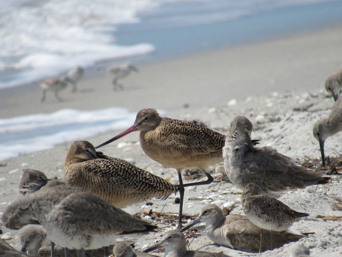 Marbled Godwit - ML619224190