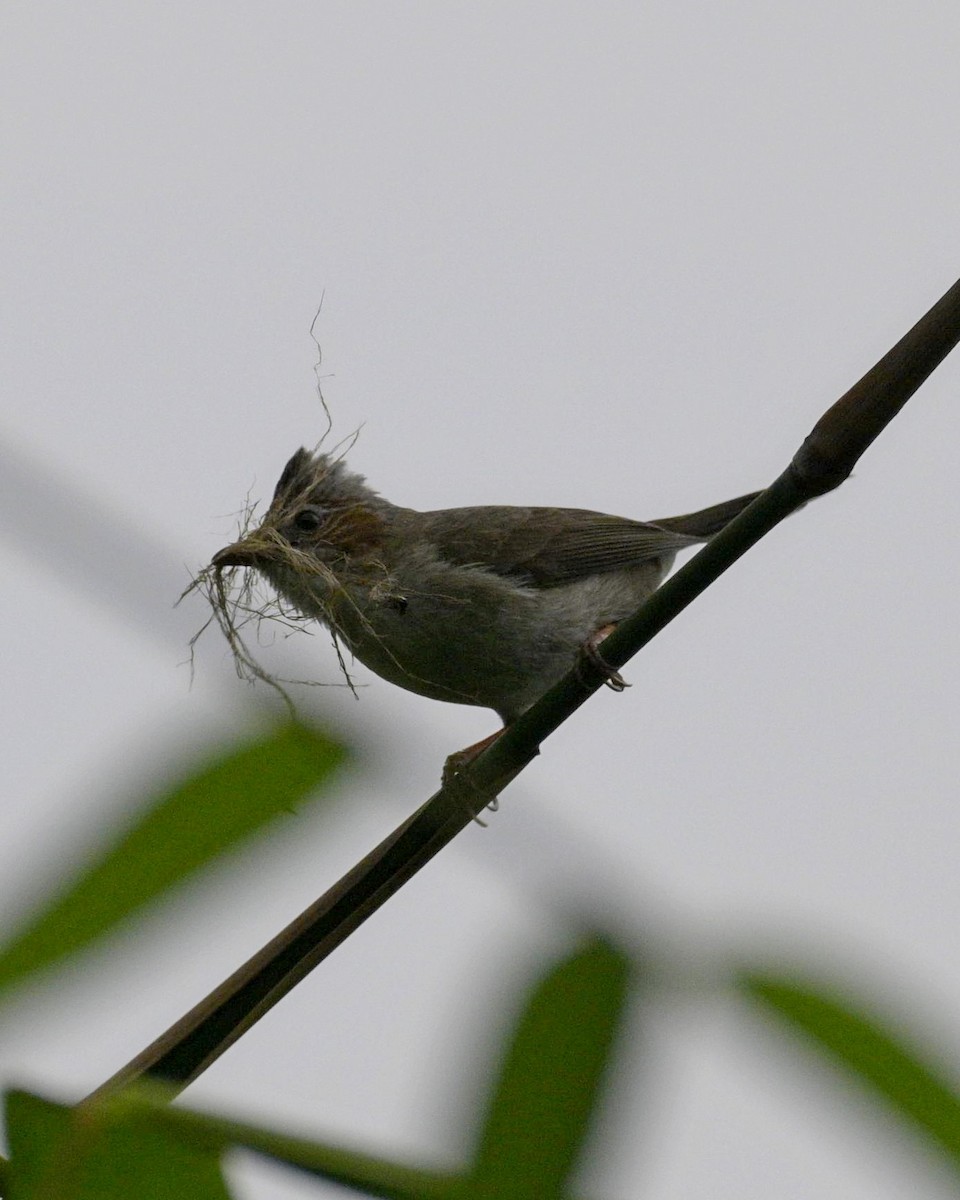 Striated Yuhina - Partha Saradhi Allam