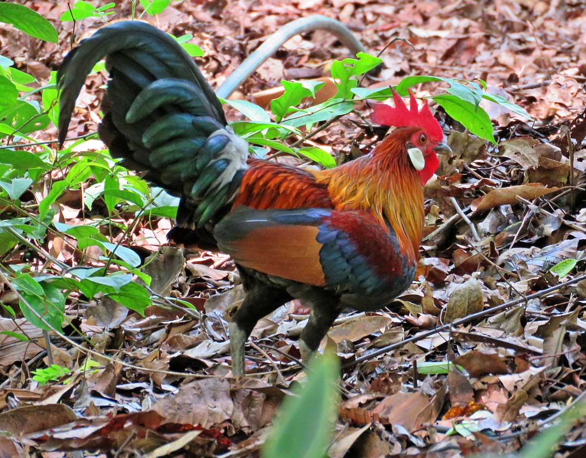 Red Junglefowl - Joao Freitas