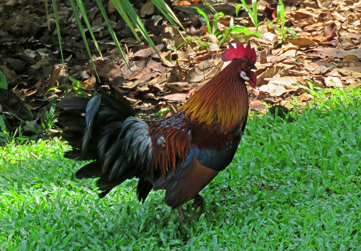 Red Junglefowl - Joao Freitas