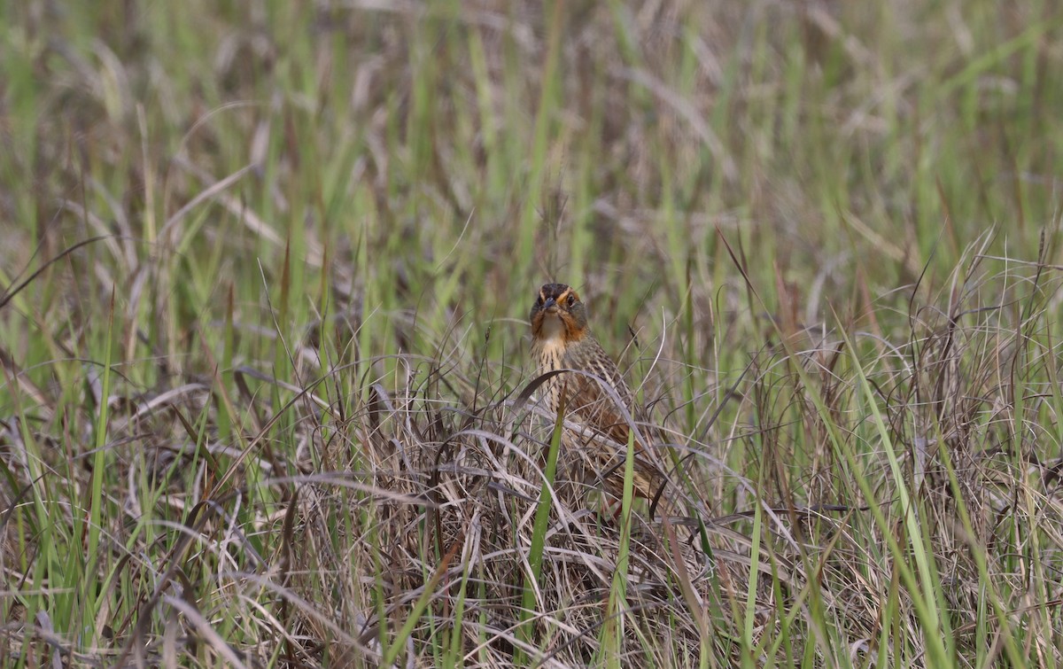 Saltmarsh Sparrow - Stefan Mutchnick