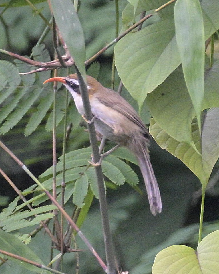 Red-billed Scimitar-Babbler - ML619224247