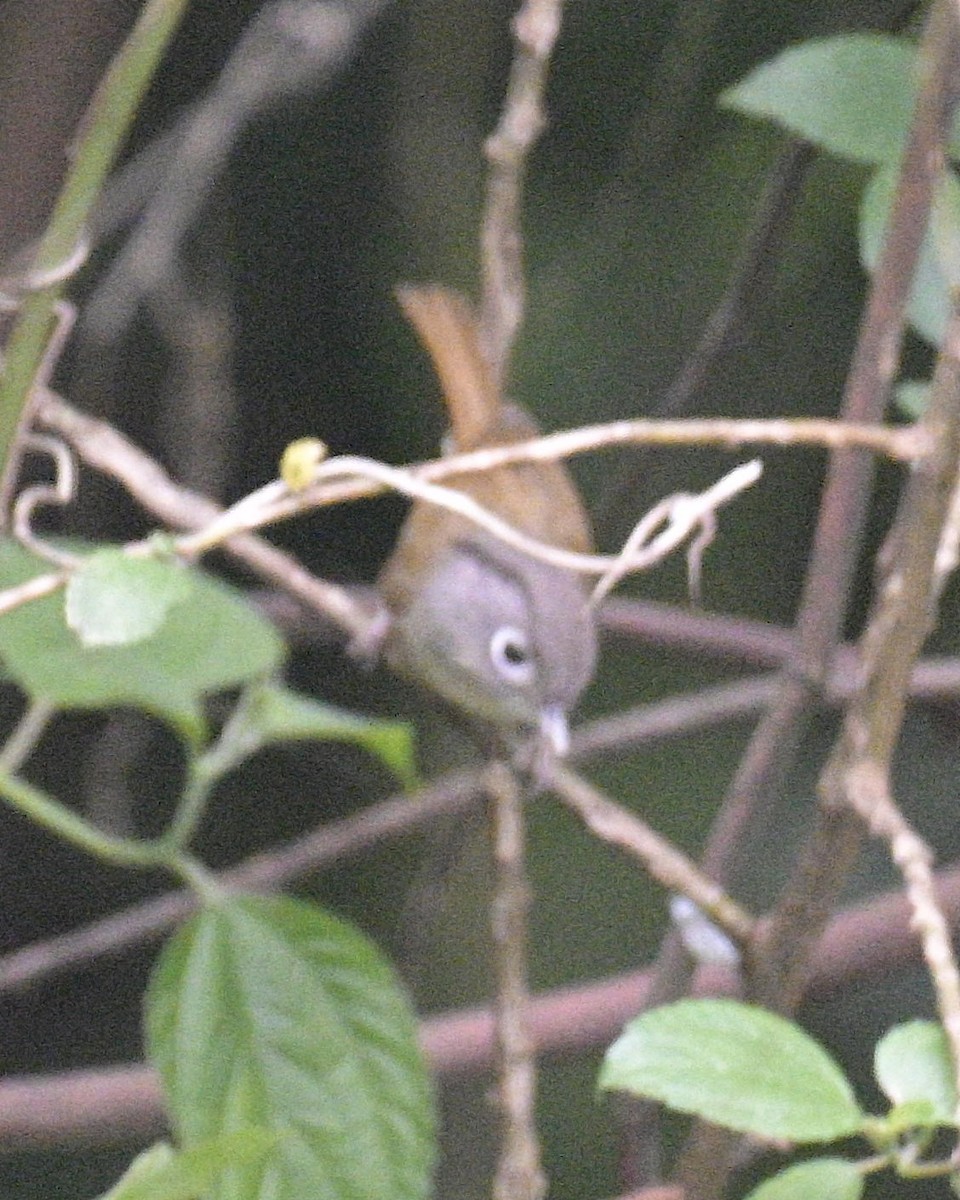 Nepal Fulvetta - ML619224259