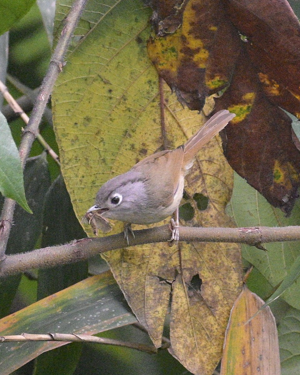 Nepal Fulvetta - ML619224260