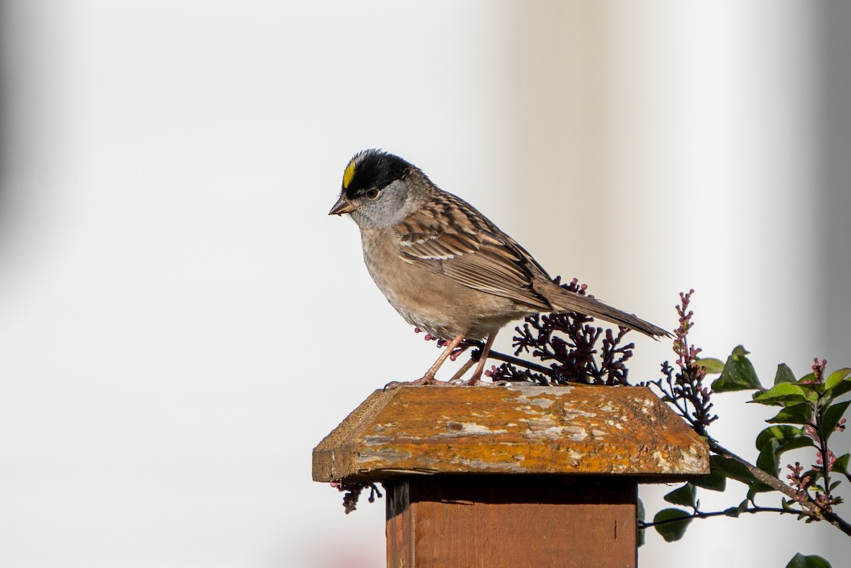 Golden-crowned Sparrow - Peter Lypkie