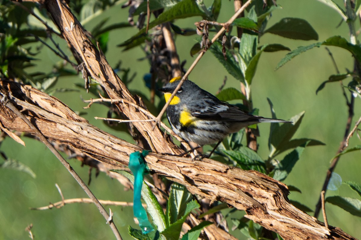 Yellow-rumped Warbler (Audubon's) - Peter Lypkie