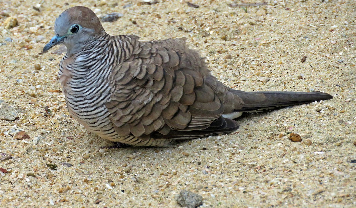 Zebra Dove - ML619224296