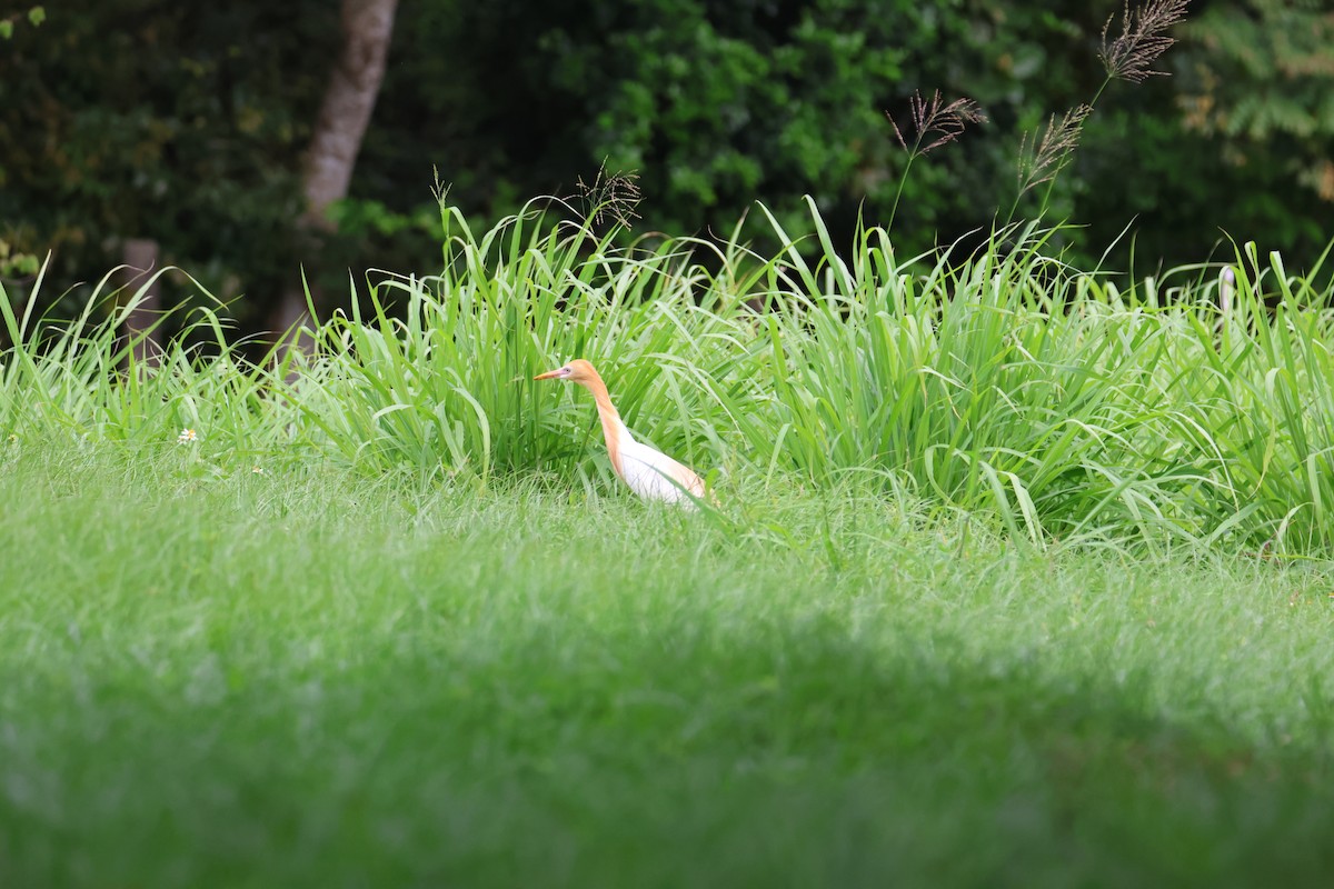 Eastern Cattle Egret - Che-Lun Chang