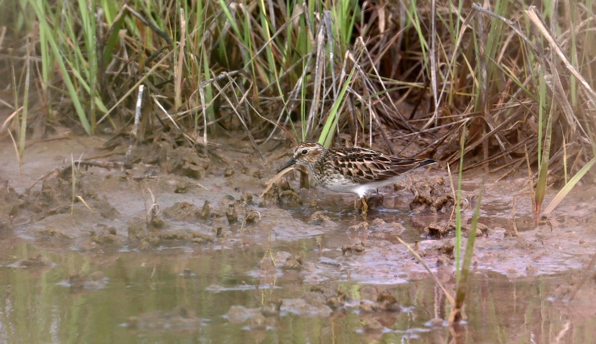 Least Sandpiper - ML619224311