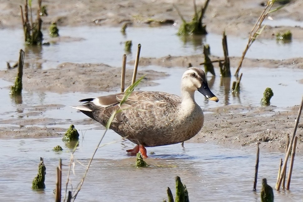 Eastern Spot-billed Duck - Pine Cone