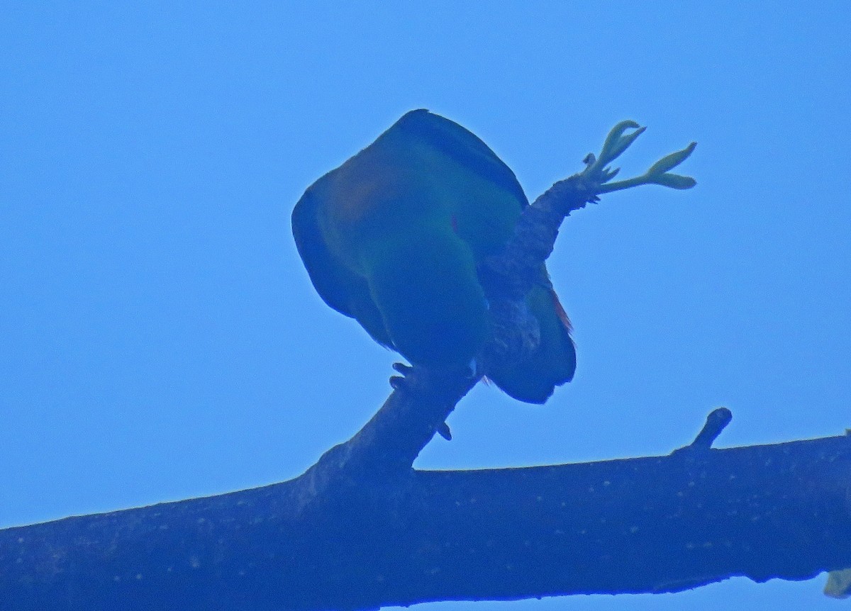 Blue-crowned Hanging-Parrot - Joao Freitas