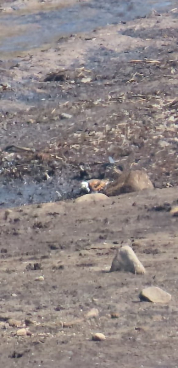 Ruddy Turnstone - Paul Cole