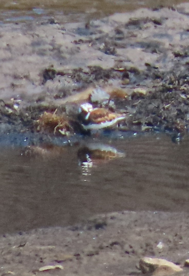 Ruddy Turnstone - Paul Cole