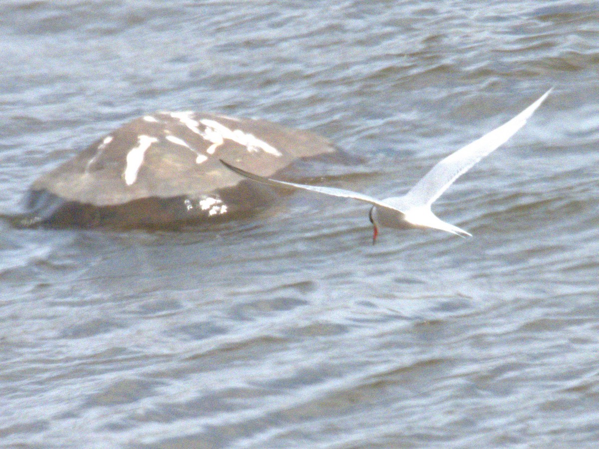 Common Tern - Vince Hiebert