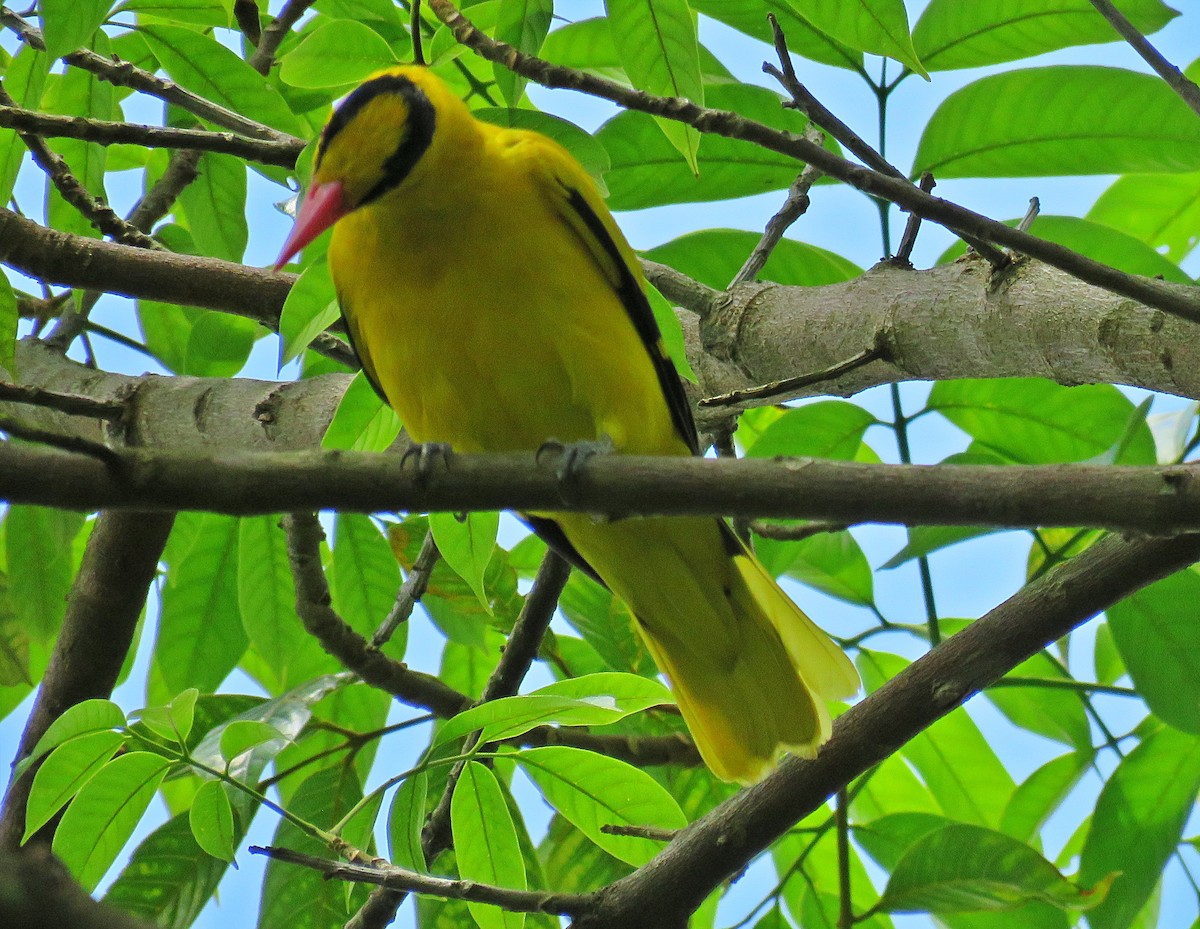 Black-naped Oriole - Joao Freitas