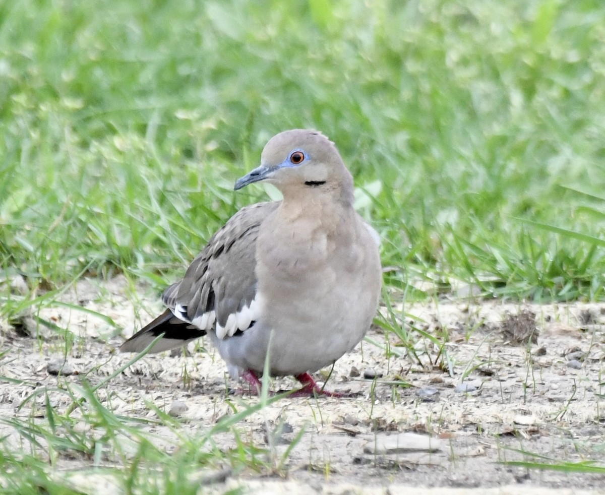 White-winged Dove - Sue Palmer