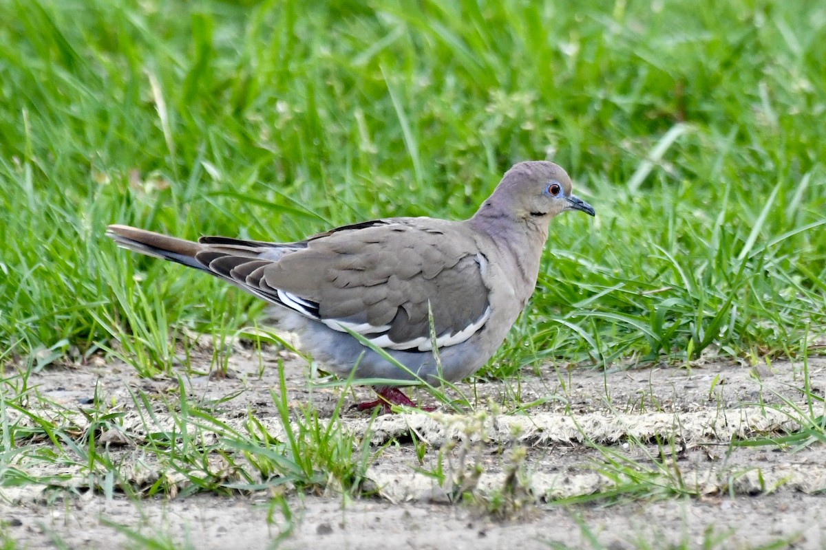 White-winged Dove - Sue Palmer