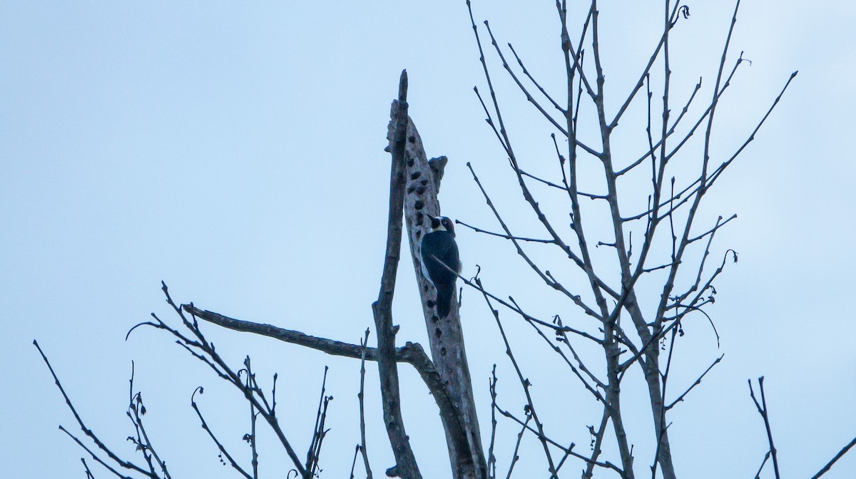 Acorn Woodpecker - Laura Voight