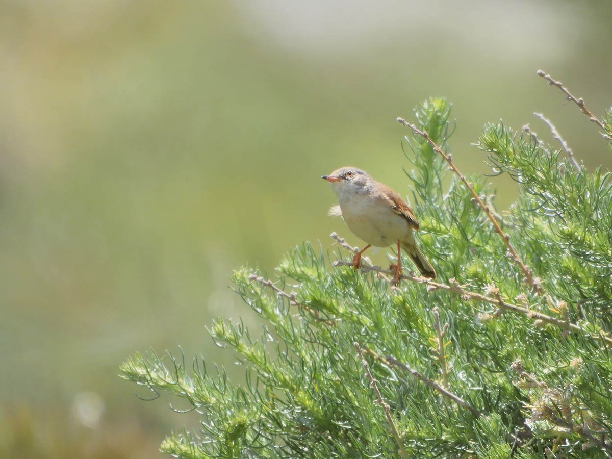 Spectacled Warbler - Antonio Tamayo