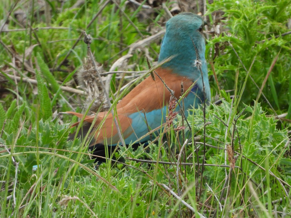 European Roller - Elena Baonza Díaz