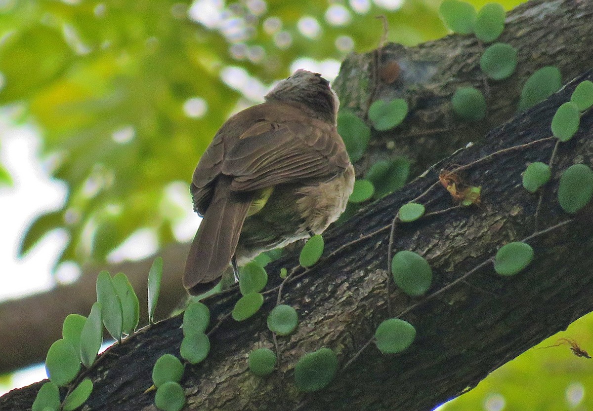 Yellow-vented Bulbul - Joao Freitas