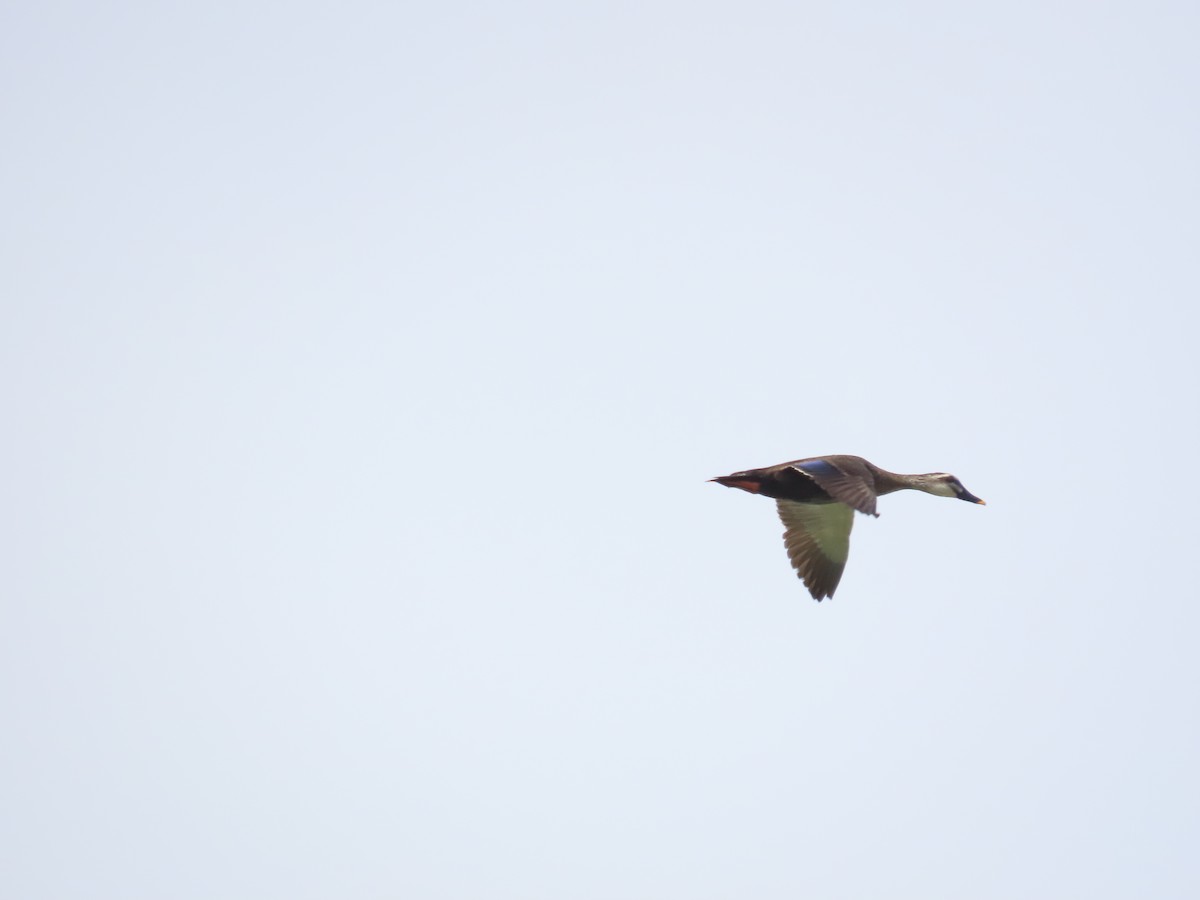 Eastern Spot-billed Duck - 韋勳 陳