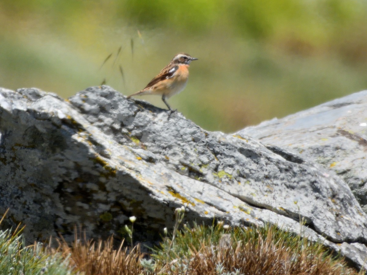 Whinchat - Antonio Tamayo