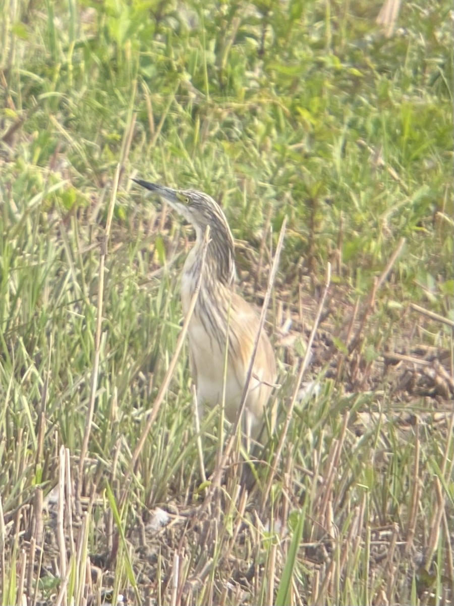 Squacco Heron - ML619224437