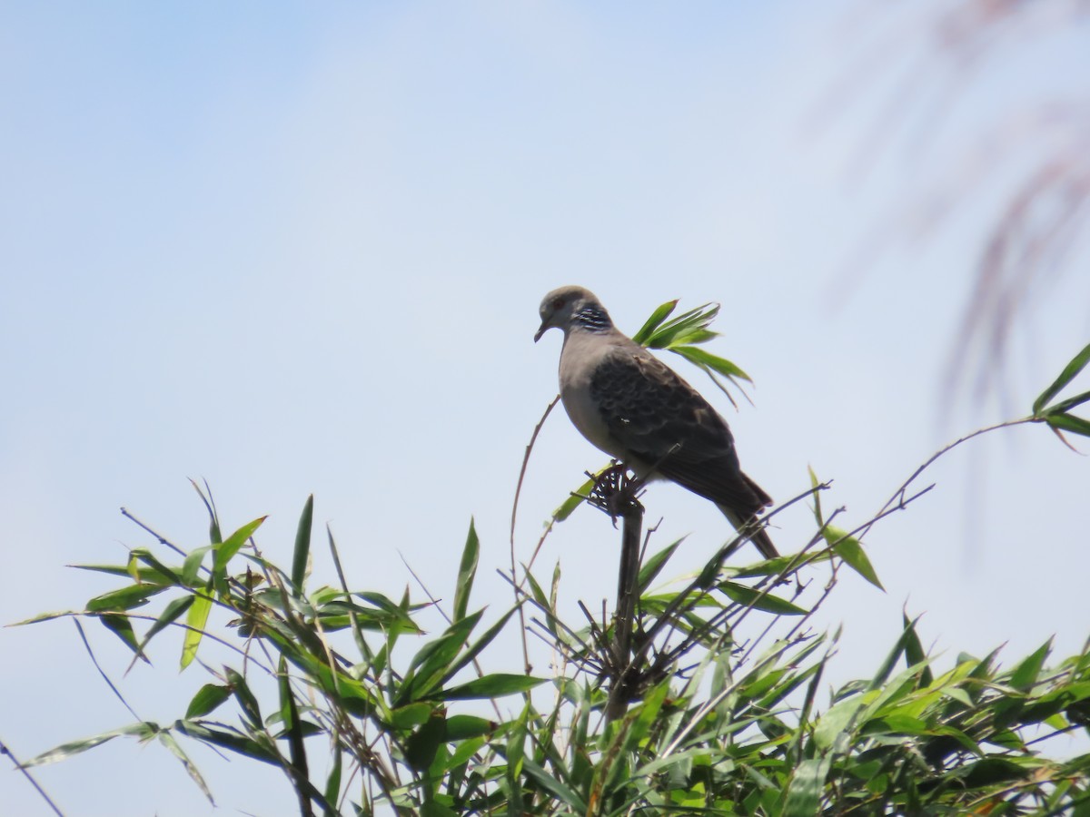 Oriental Turtle-Dove - 韋勳 陳