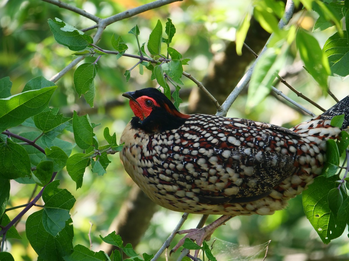 Cabot's Tragopan - Litao Yu