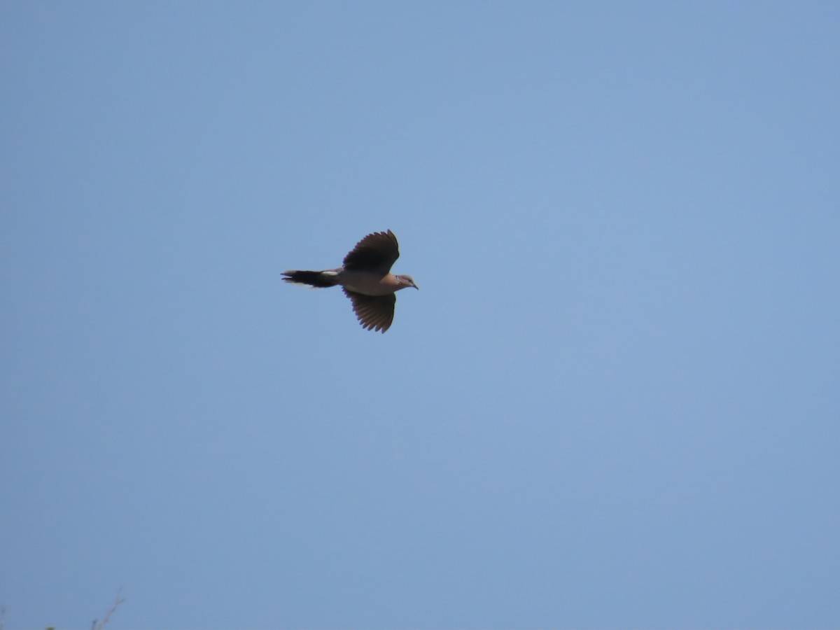 Spotted Dove - ML619224472