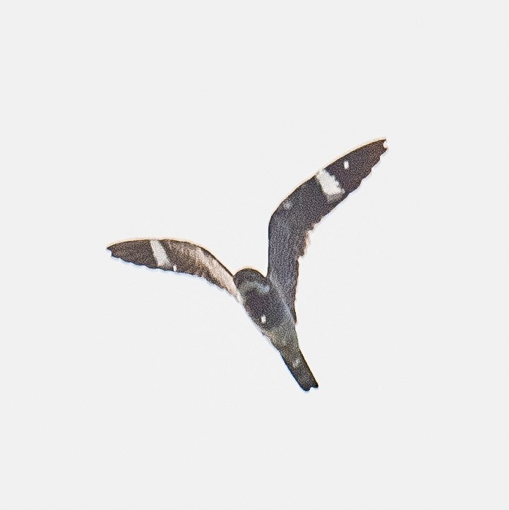 Common Nighthawk - Liling Warren