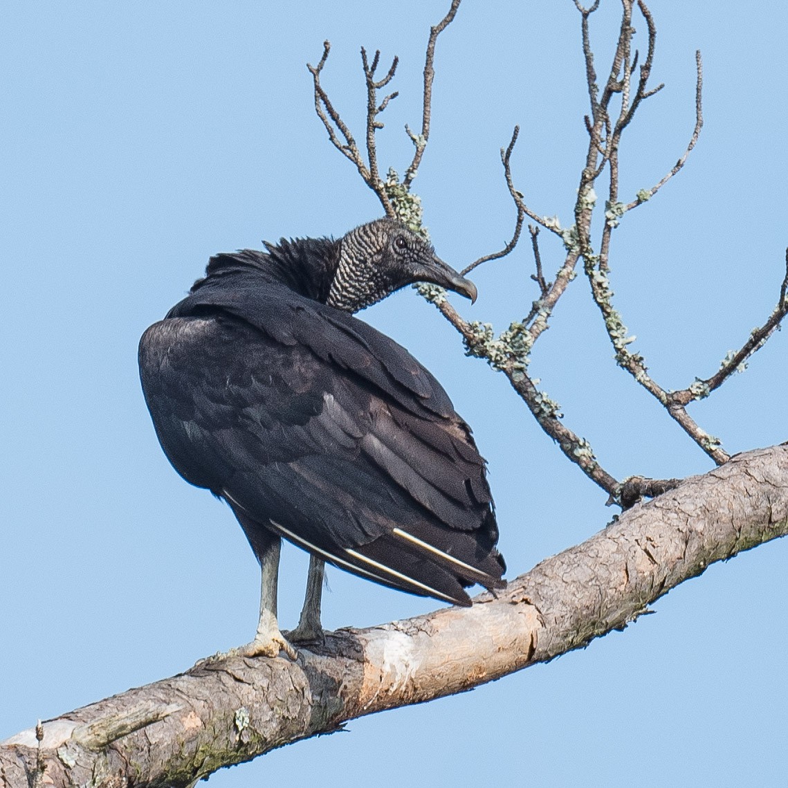 Black Vulture - Liling Warren