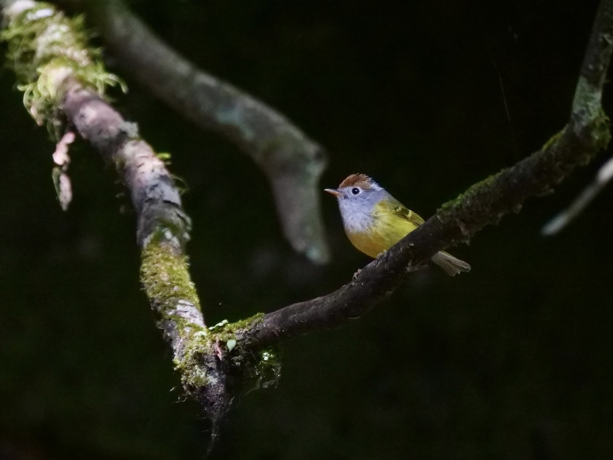 Chestnut-crowned Warbler - Litao Yu