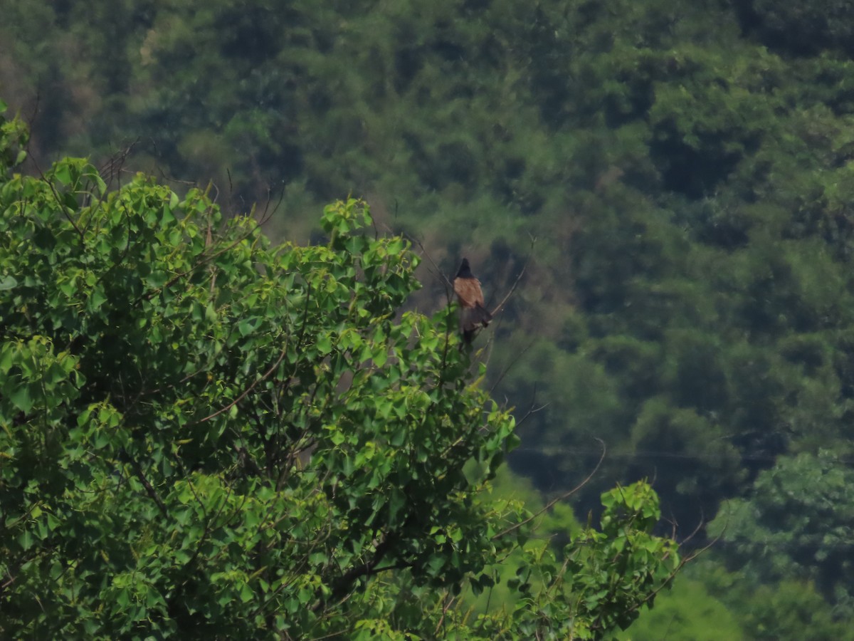 Lesser Coucal - 韋勳 陳