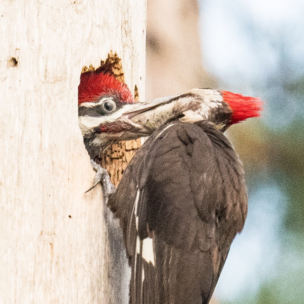 Pileated Woodpecker - Liling Warren