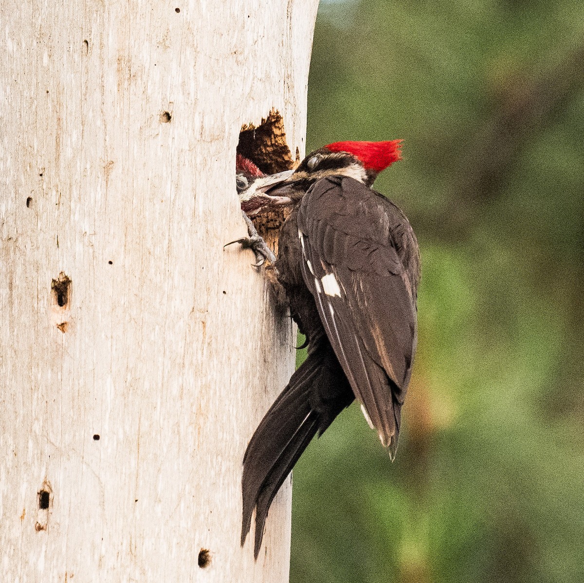 Pileated Woodpecker - Liling Warren