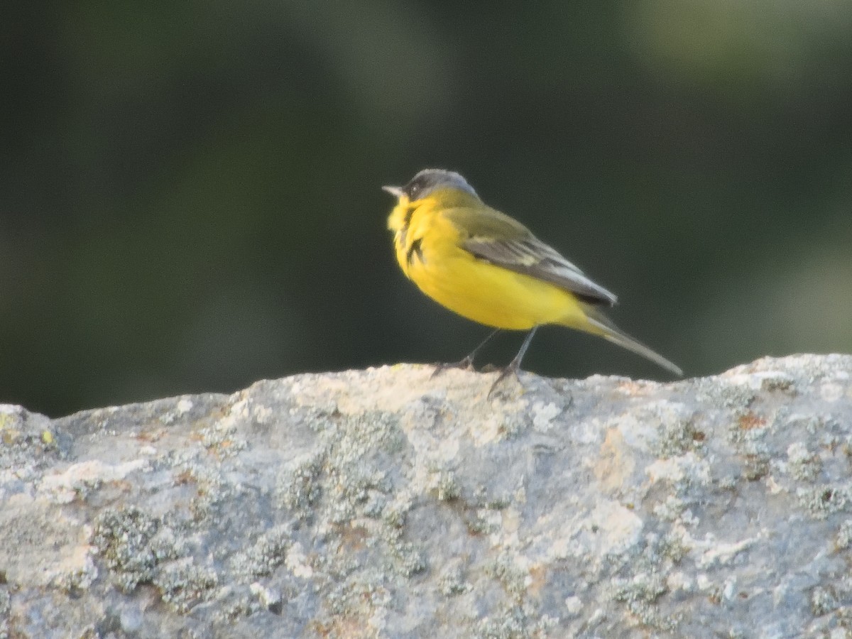 Western Yellow Wagtail (thunbergi) - Antonio Tamayo