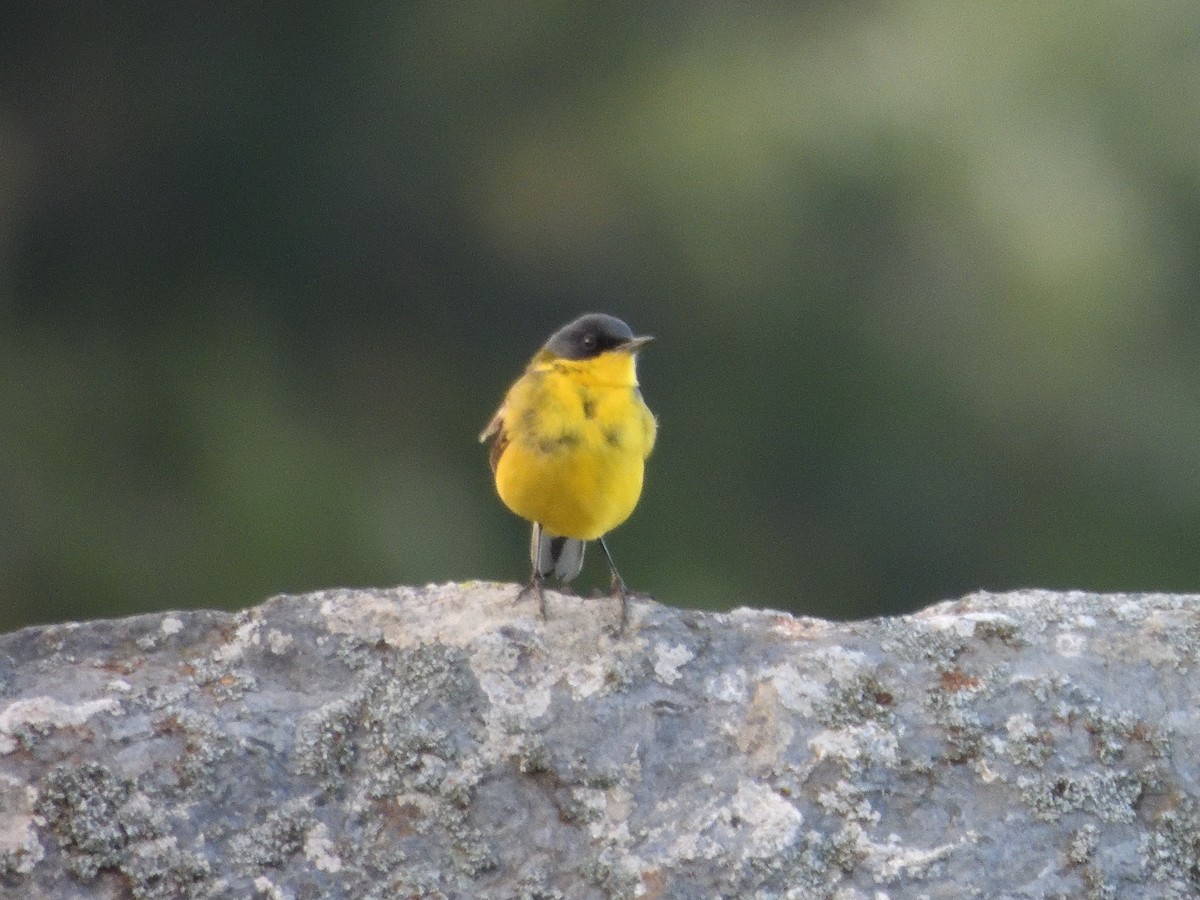 Western Yellow Wagtail (thunbergi) - Antonio Tamayo